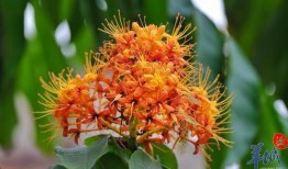 在线观看无忧花开,一场穿越时空的浪漫邂逅